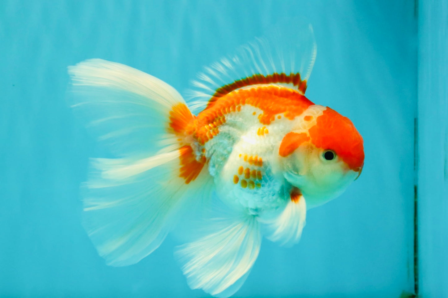 A Grade Kohaku Red White Oranda Male 6 inches #082826OR_15