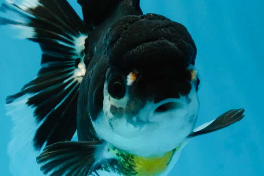 Panda Oranda Female 5-5.5 inches #053025OR_29