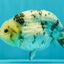 White Tiger Ranchu Male 5 inches #072426RC_34