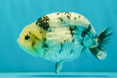 White Tiger Ranchu Male 5 inches #072426RC_34