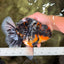 SPECIAL AAA Grade Special Kirin Oranda Male 7-7.5 inches #070326OR_04