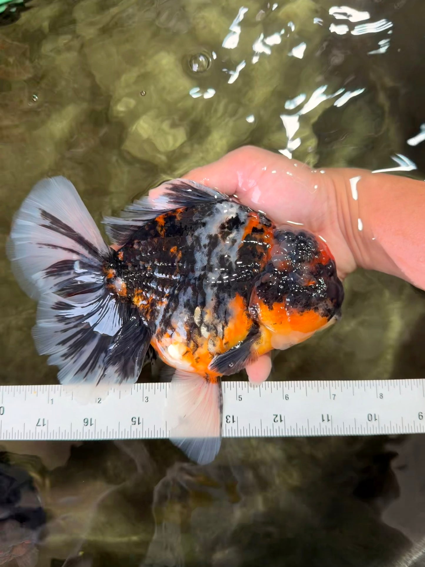 SPECIAL AAA Grade Special Kirin Oranda Male 7-7.5 inches #070326OR_04