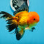 A Grade Apache Oranda Male 5 inches #0906OR_32