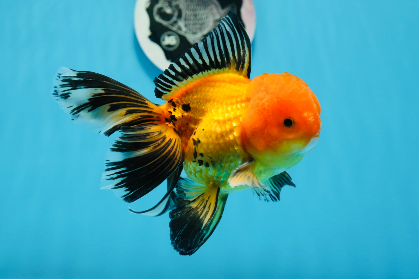 Macho Apache Oranda de grado A de 5 pulgadas n.° 0906OR_32