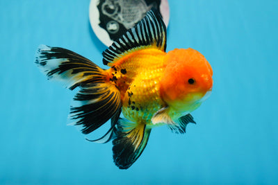 A Grade Apache Oranda Male 5 inches #0906OR_32