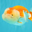 FLUFFY WEN AAA Grade Red White LionQueen 4.5 inches #050126LC_19