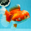 AAA Grade 🎇 Firework Red White Oranda Female 5.5 inches #0119OR_03