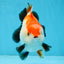 CHONKY A Grade Tricolor Yuanbao Male 4.5 inches #110725YB_06