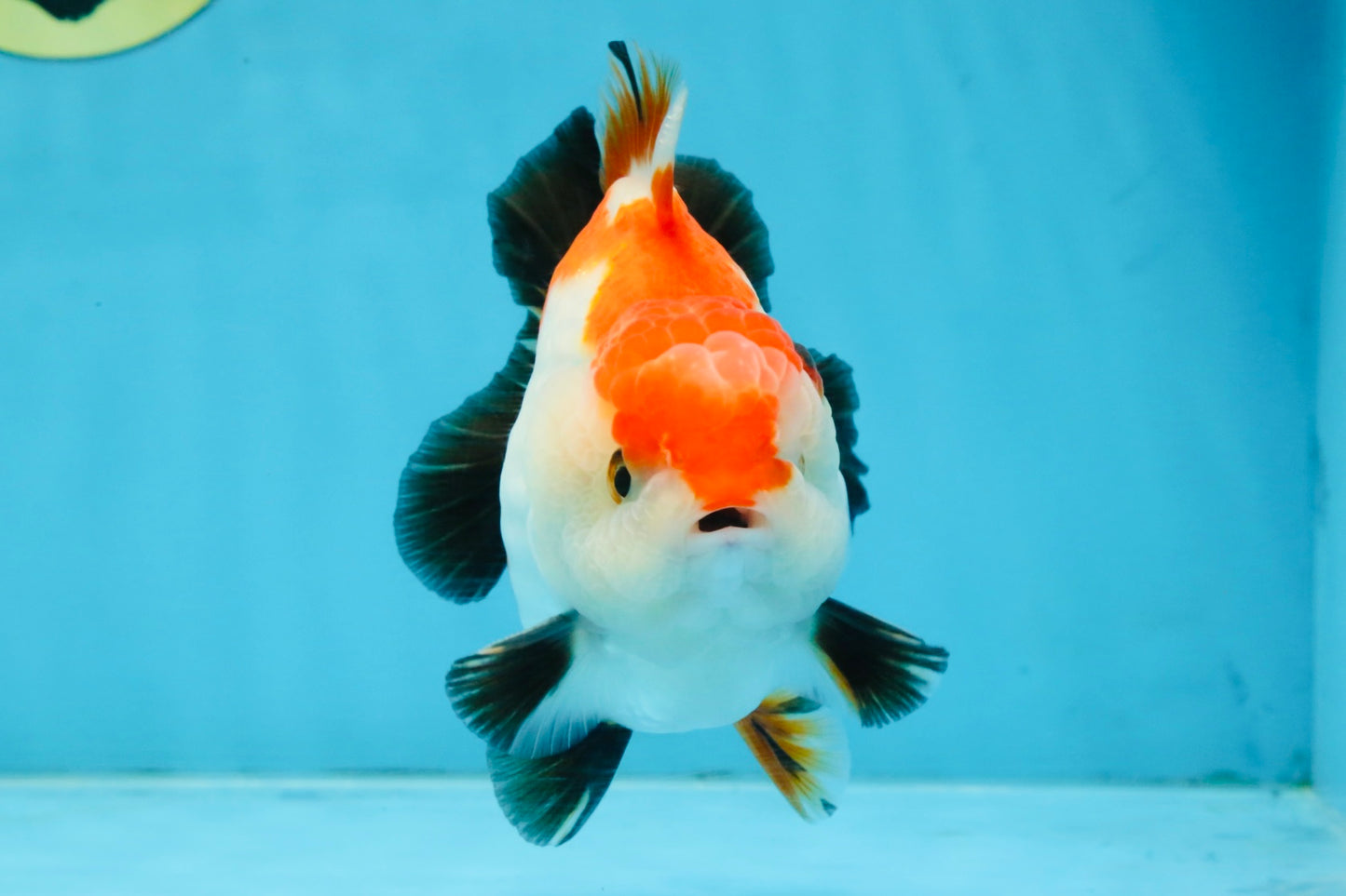 CHONKY A Grade Tricolor Yuanbao Male 4.5 inches #110725YB_06