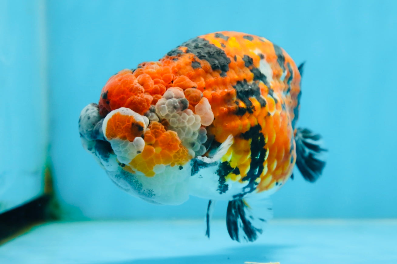 RARE AAA Grade Special Tricolor Tiger LionQueen 5.5 inches #082225LC_01