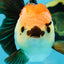 SUPER MARIO AAA Grade Tricolor Button Eyes Oranda Female 5.5 inches #042525OR_02