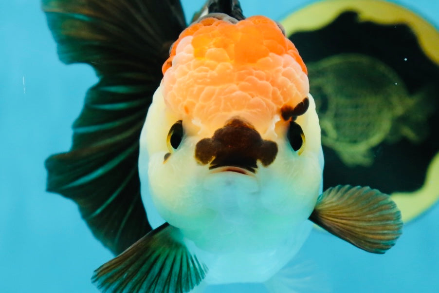 SUPER MARIO AAA Grade Tricolor Button Eyes Oranda Female 5.5 inches #042525OR_02