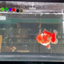 SHOW GRADE Won Runner 2nd Red White Oranda Male 5.5 inches Trophy Included #062025OR_01