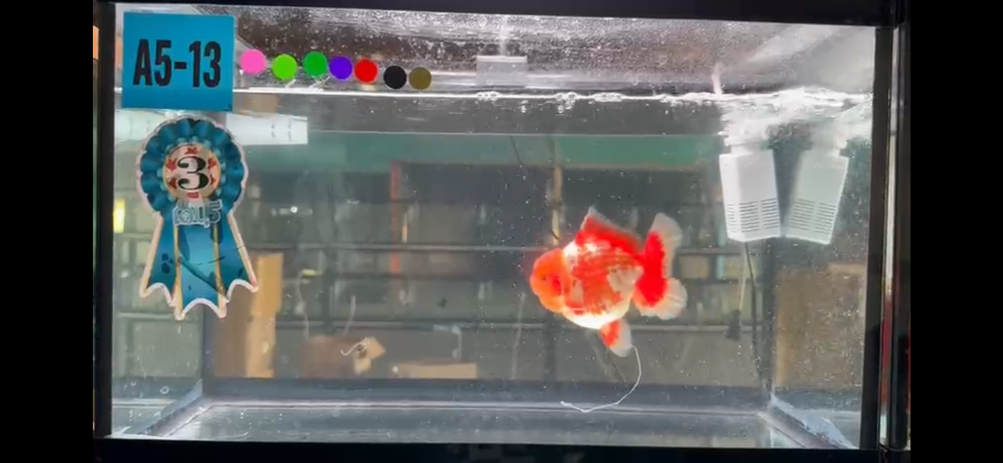 SHOW GRADE Won Runner 2nd Red White Oranda Male 5.5 inches Trophy Included #062025OR_01