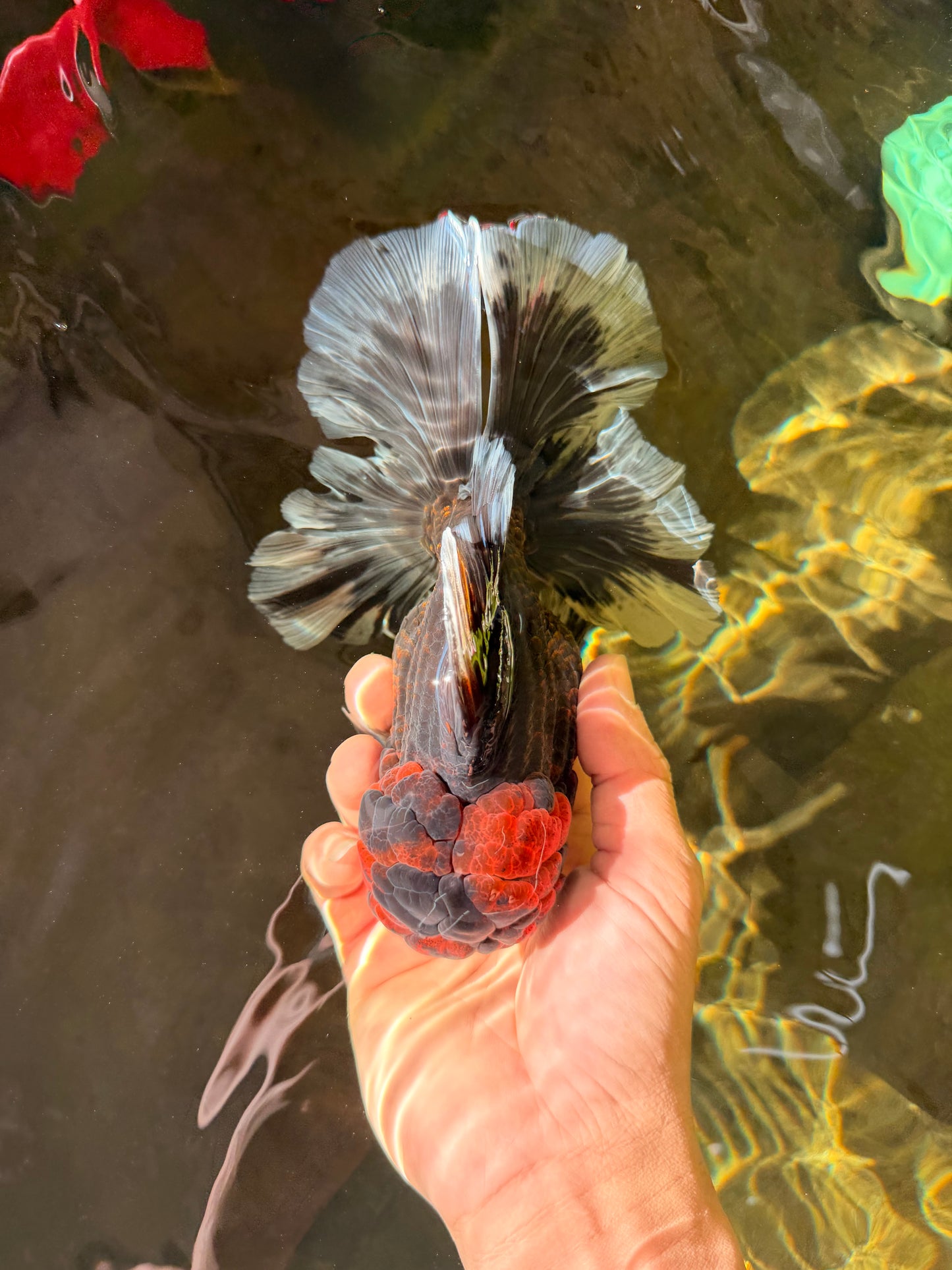 AAA Grade Godzilla Tiger Oranda Male 6.5 inches #022726OR_11