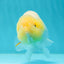 🍋 Baby Lemonhead Lionchu Female 5 inches #0412LC_01