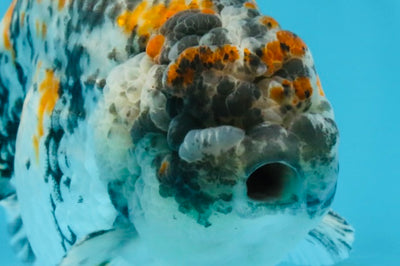 A Grade Tricolor Tiger LionKing Male 5.5 inches #102425LC_03