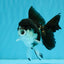 ELVIS Panda Oranda Female 5-5.5 inches #041026OR_07