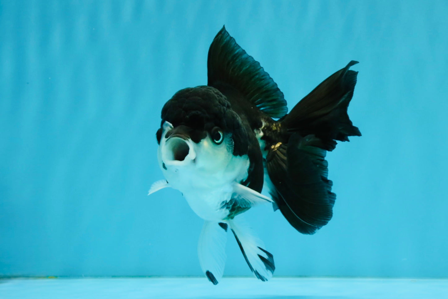 ELVIS Panda Oranda Female 5-5.5 inches #041026OR_07