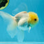 A Grade White Oranda Male 5 inches #060625OR_28