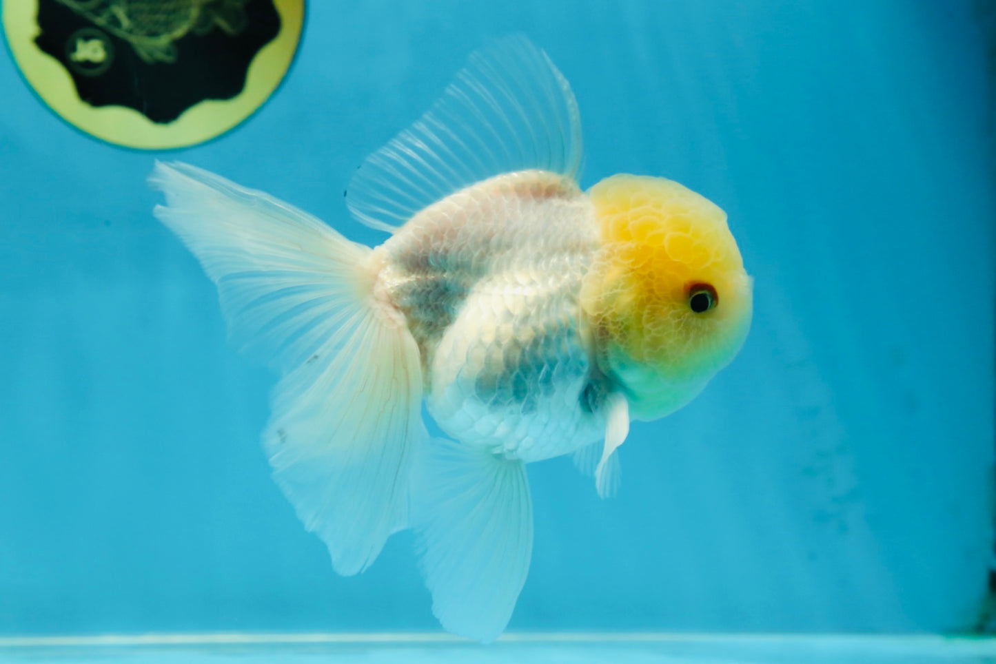 A Grade White Oranda Male 5 inches #060625OR_28