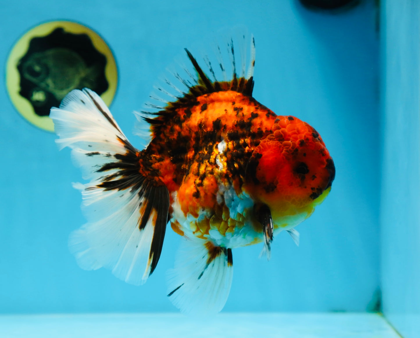 AAA Grade Young Godzilla Tiger Oranda Male 6 inches #080125OR_11