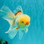 CHICKIE A Grade Red White Oranda Male 6 inches #090426OR_12