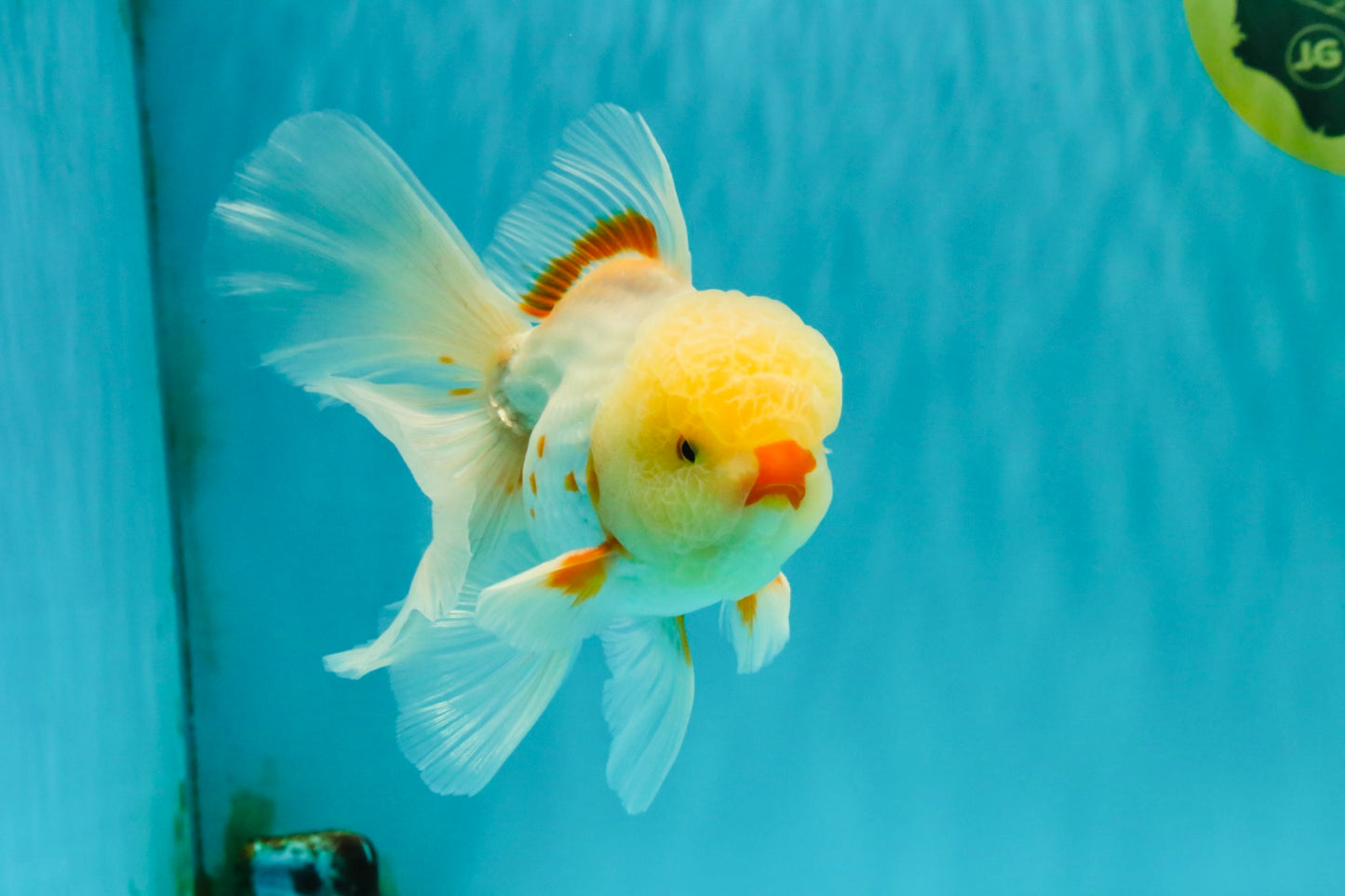 CHICKIE A Grade Red White Oranda Male 6 inches #090426OR_12