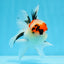 AAA Grade Tricolor Oranda Male 4.5 inches #0913OR_09