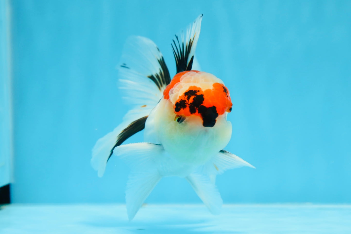 AAA Grade Tricolor Oranda Male 4.5 inches #0913OR_09