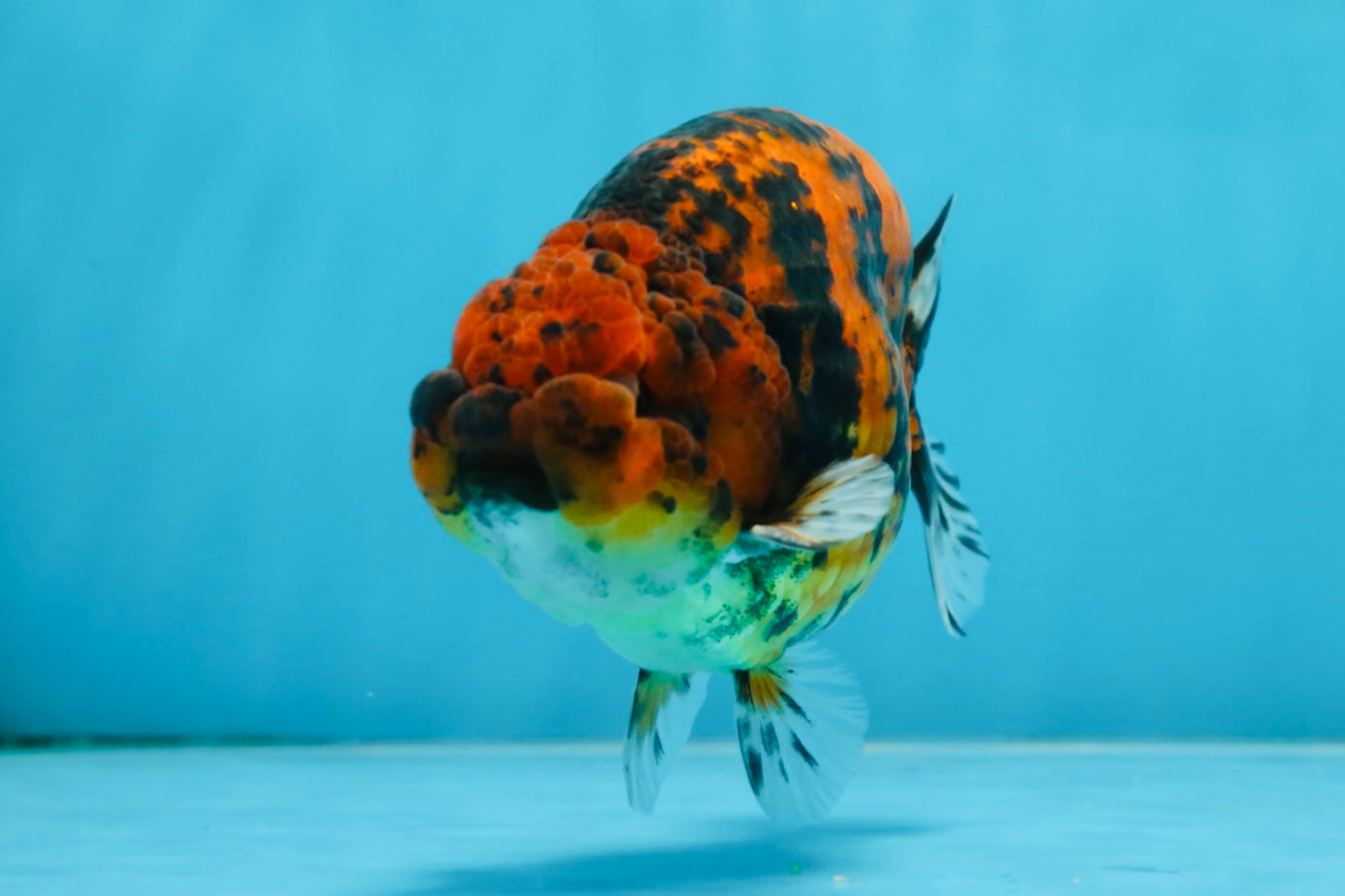 AAA Grade Tiger LionKing 5 inches #070425LC_05