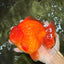 TOMATO A Grade Solid Red Yuanbao Male 5.5-6 inches #100226YB_10