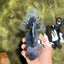 AAA Grade Calico Kirin Oranda Female 6.5 inches #100226OR_33