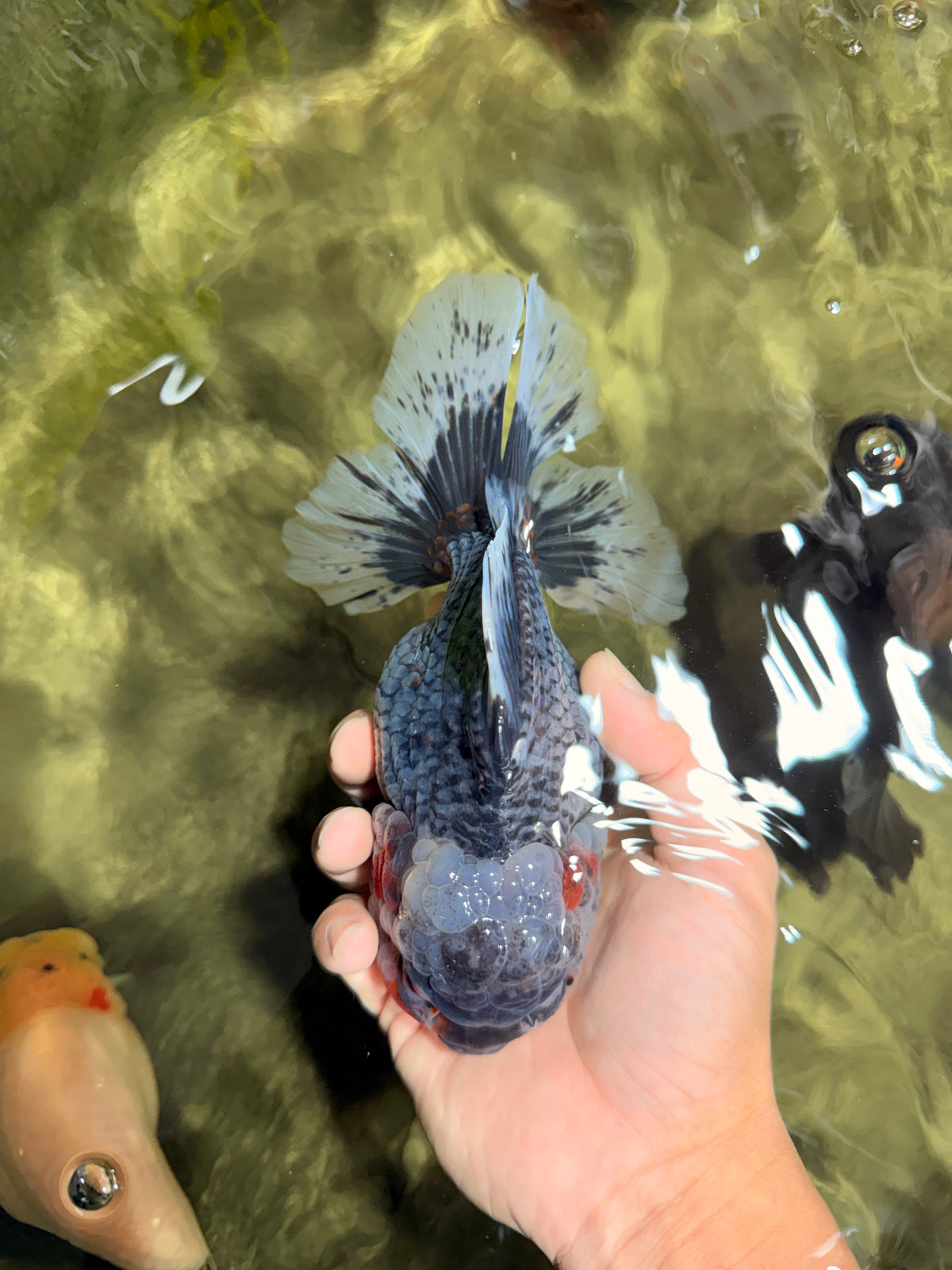 AAA Grade Calico Kirin Oranda Female 6.5 inches #100226OR_33
