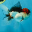 A Grade Tricolor Oranda Male 5 inches #060625OR_21