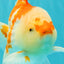 A Grade Red White Oranda Male 6 inches #061926OR_18