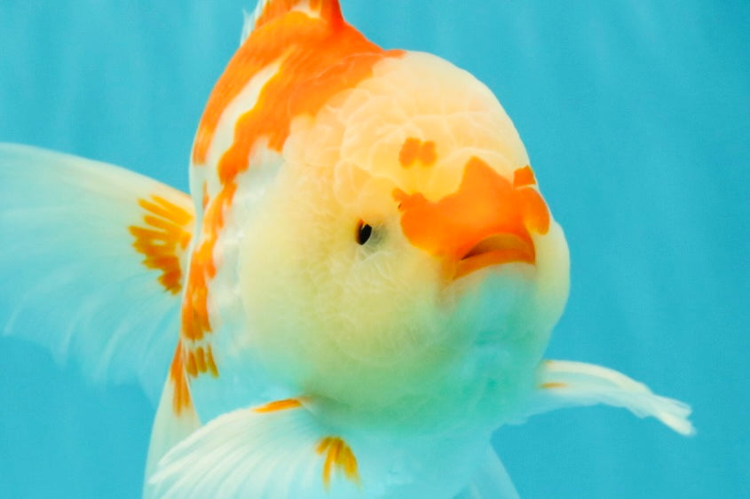 A Grade Red White Oranda Male 6 inches #061926OR_18
