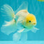 A Grade White Oranda Male 5.5-6 inches #072426OR_21