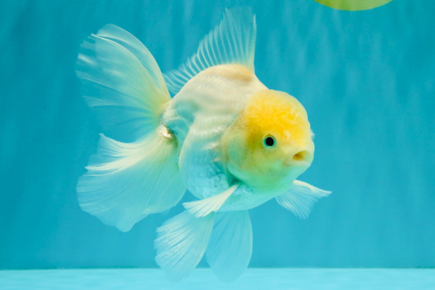 A Grade White Oranda Male 5.5-6 inches #072426OR_21
