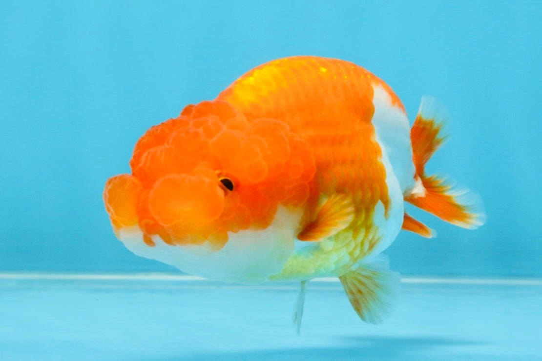 Red White Lionchu Female 4 inches #121925LC_02