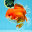 AAA Grade CHUNKY Godzilla Red White Oranda Male 6 inches #090525OR_10