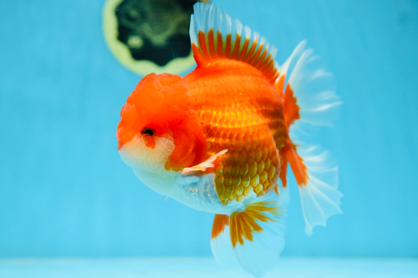 AAA Grade CHUNKY Godzilla Red White Oranda Male 6 inches #090525OR_10