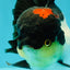 Tricolor Oranda Female 5.5 inches #082126OR_12