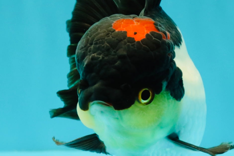 Tricolor Oranda Female 5.5 inches #082126OR_12