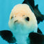 A Grade Panda Button Eyes Oranda Male 5-5.5 inches #120624OR_05