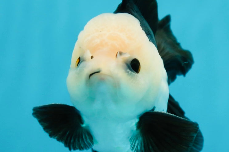 A Grade Panda Button Eyes Oranda Male 5-5.5 inches #120624OR_05