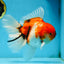 AAA Grade Young Godzilla Sakura Oranda Male 6-6.5 inches #081525OR_08