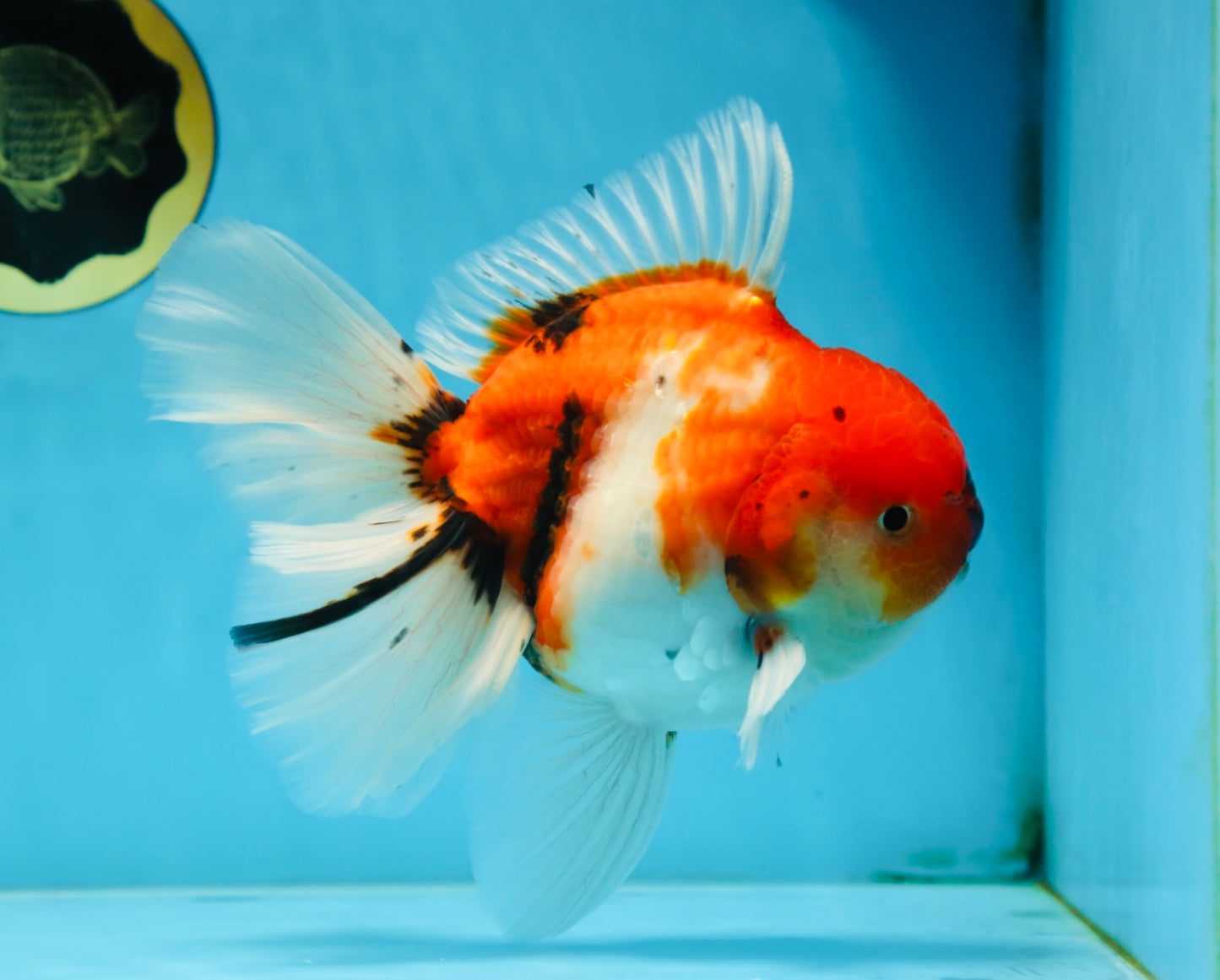 AAA Grade Young Godzilla Sakura Oranda Male 6-6.5 inches #081525OR_08