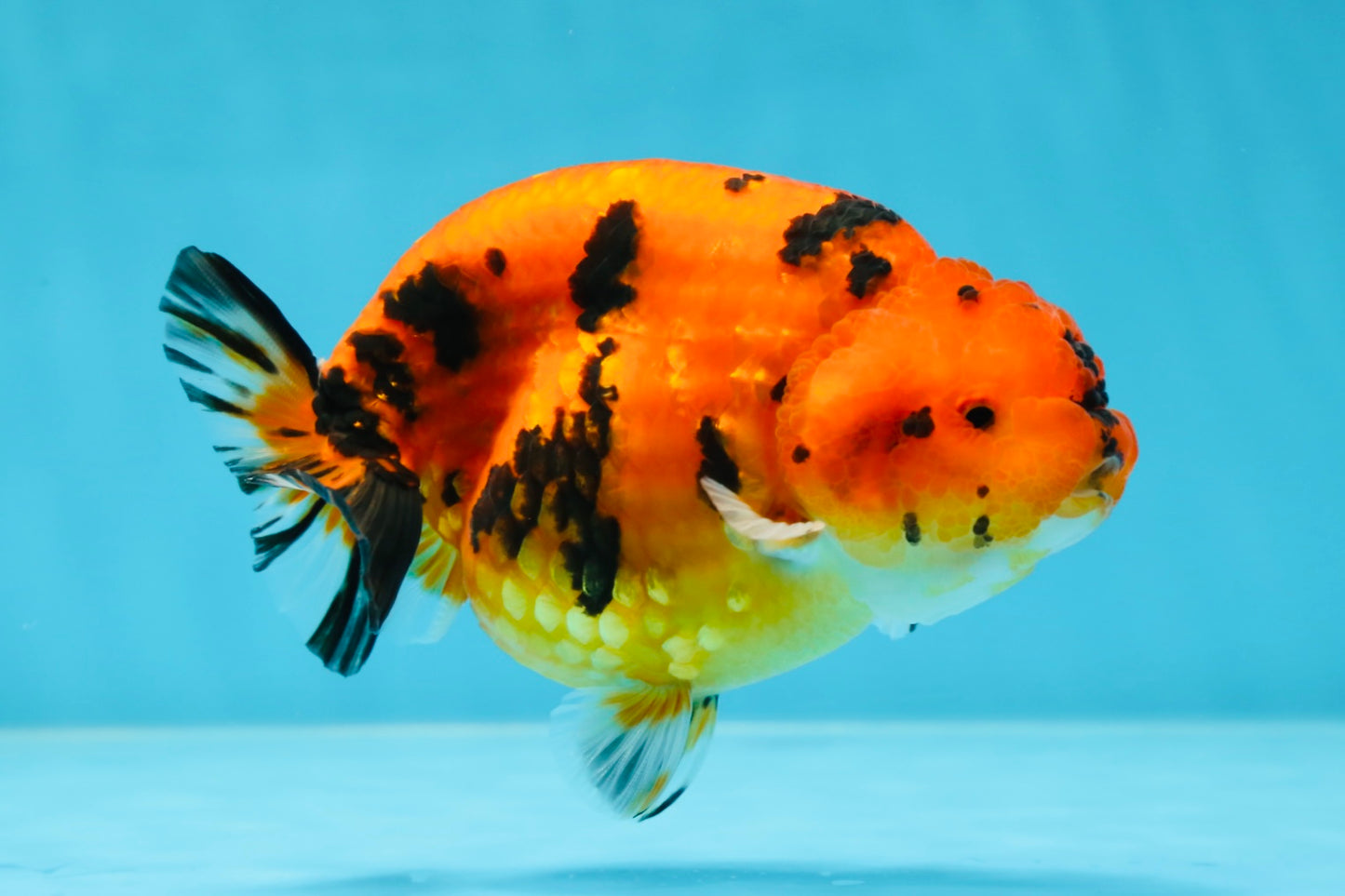 AAA Grade Tiger LionQueen 4.5 inches #053025LC_04