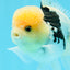 A Grade Lemonhead Panda Oranda Male 4.5 inches #0503OR_09